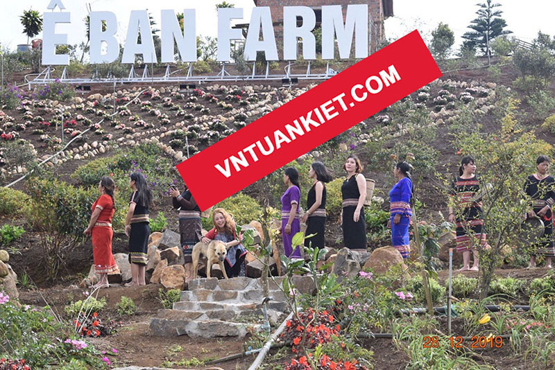 Dự án thi công lợp lá dừa nước nhân tạo khu du lịch sinh thái Eban farm kontum